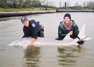 Nice fall Sturgeon November 1st